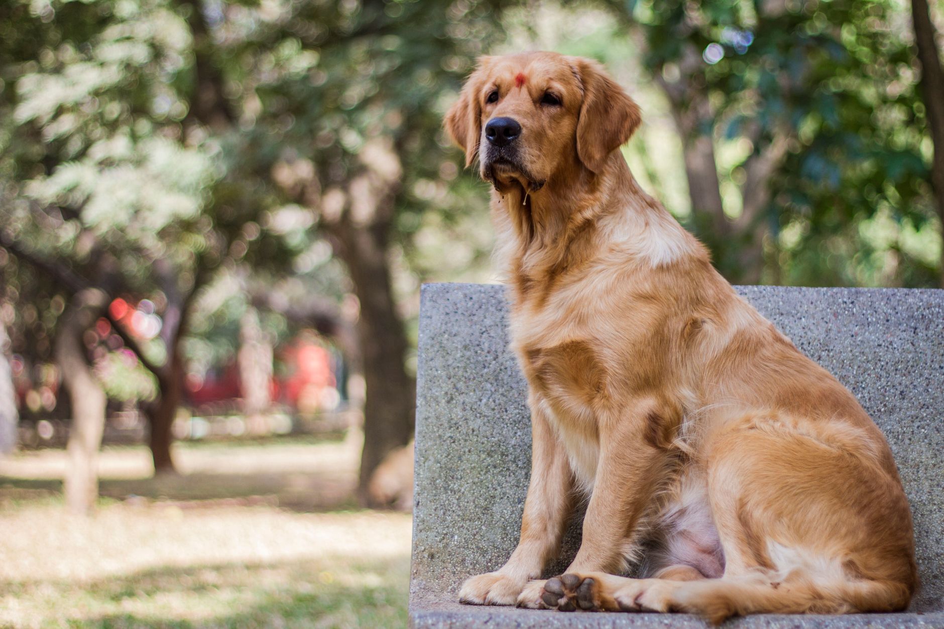 Best Tick Repellent for Dogs (2026) – Expert Solutions to Keep Your Dog Tick-Free Safely