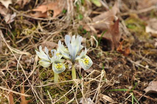 Free Beautiful Iris Reticulata flowers blooming in a natural garden setting during early spring. Stock Photo