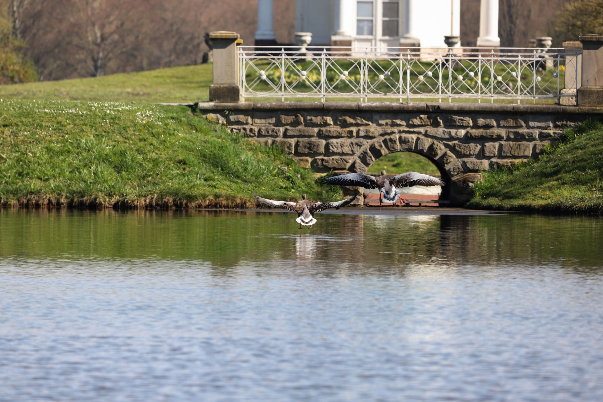Grey geese take flight over a pond near a pavilion in Kassel, Hesse, Germany during a tranquil spring day.