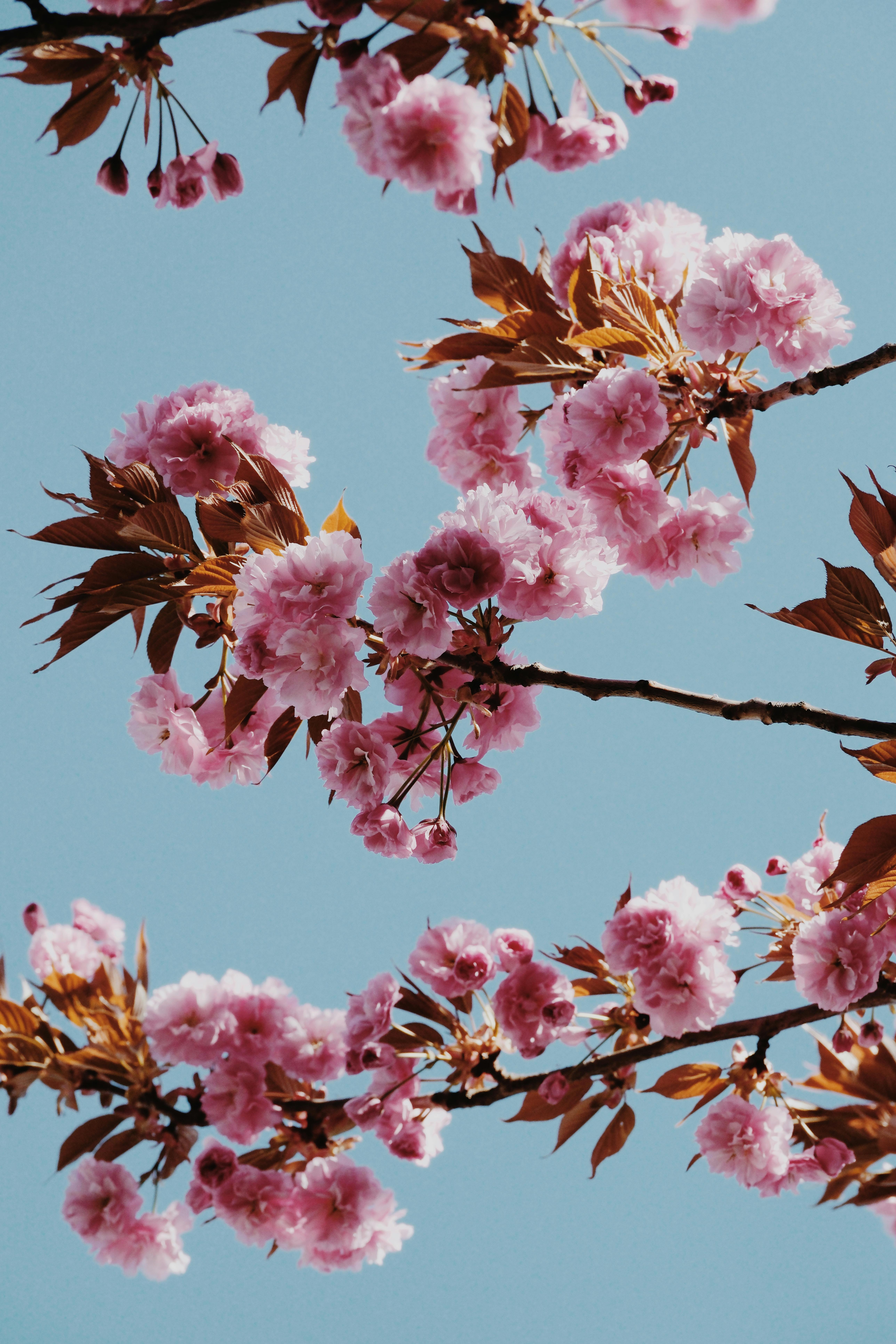 Bright pink cherry blossoms on branches set against a clear blue sky evoke the vibrant energy of spring.