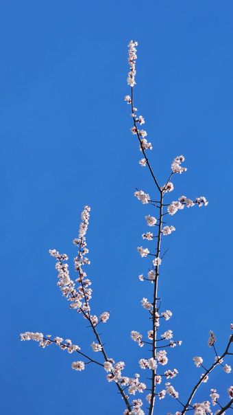 White blossoms under a clear blue sky — Shahid Sultan on Pexels