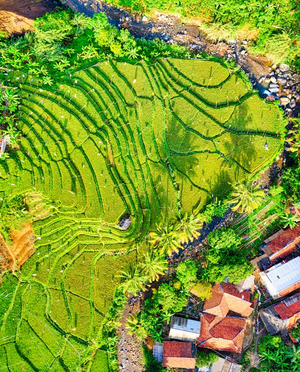 Top View Photography of Green Crop Field