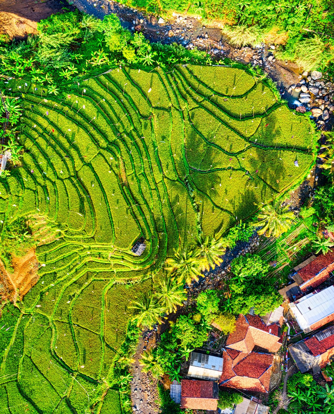 Aerial view of a green crop field divided into cultivated rows