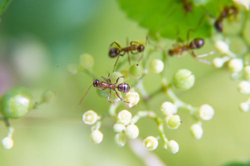 Free stock photo of ants, pollinating, pollination Stock Photo