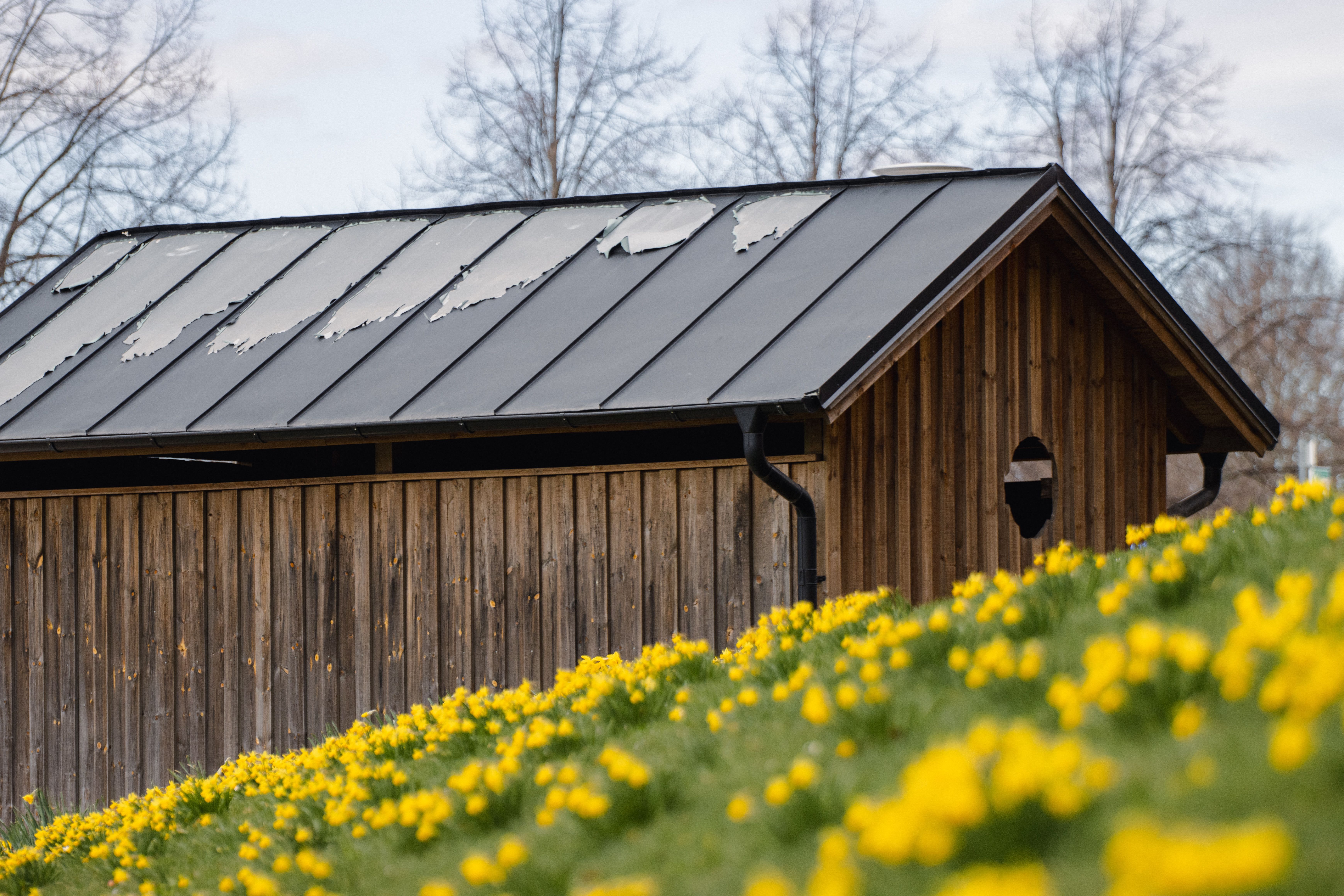 Charmante grange en bois avec des fleurs printanières jaunes à Jönköping, en Suède, mettant en valeur la beauté rustique.