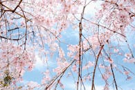 Cherry Blossoms Blooming in Springtime