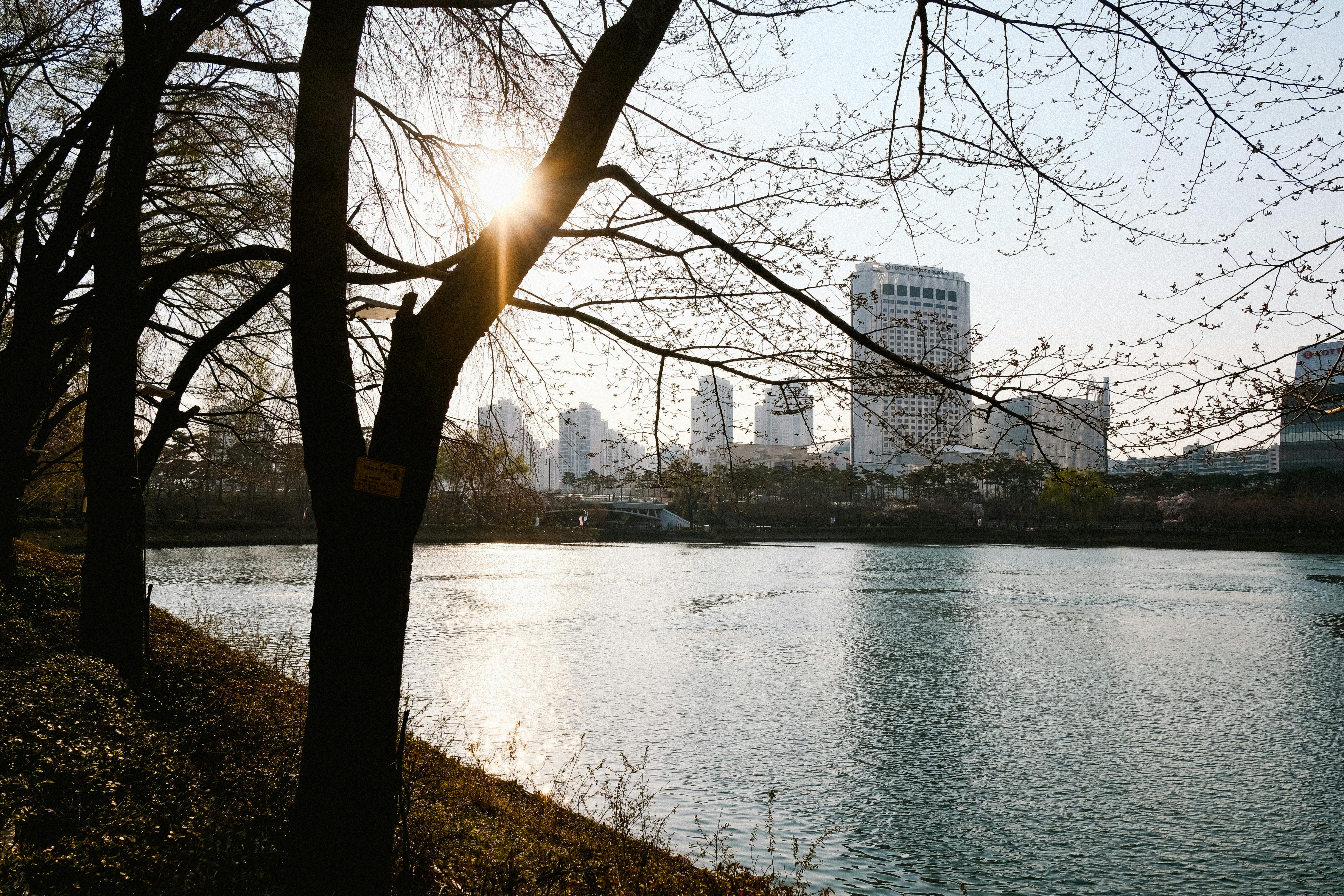 Urban skyline view through tree branches with sunlight reflecting on a tranquil river.