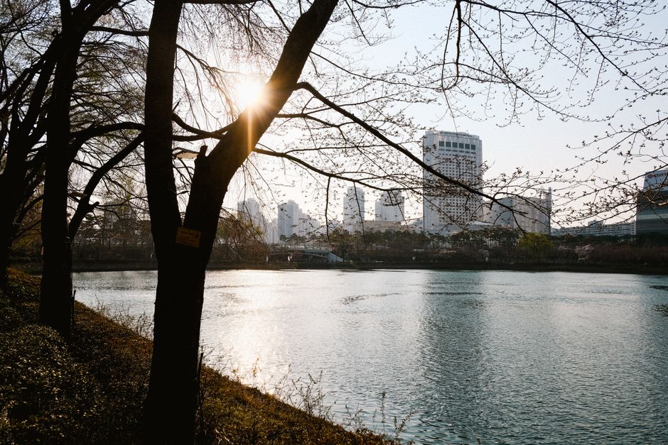 Urban skyline view through tree branches with sunlight reflecting on a tranquil river.