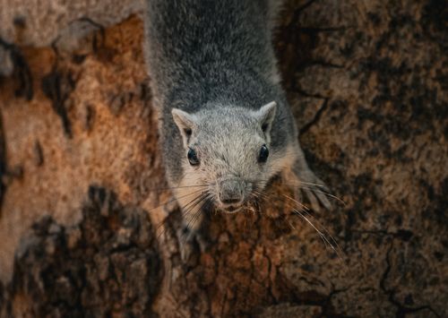 Free Portrait of a squirrel perched on a tree trunk in Thailand, showcasing its expressive face and woodland habitat. Stock Photo
