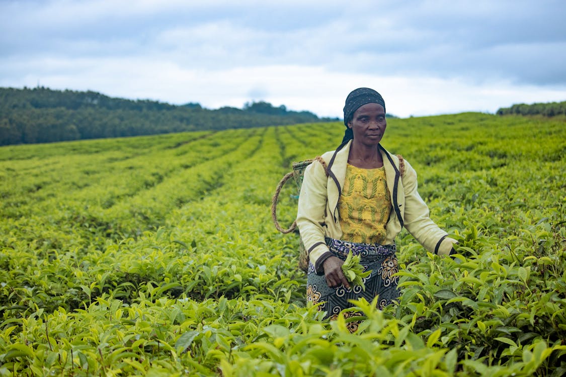 Land for sale in Kenya,7 Ultimate Guide to Avoid Scams 4 African Farmer Harvesting Tea Leaves in Field