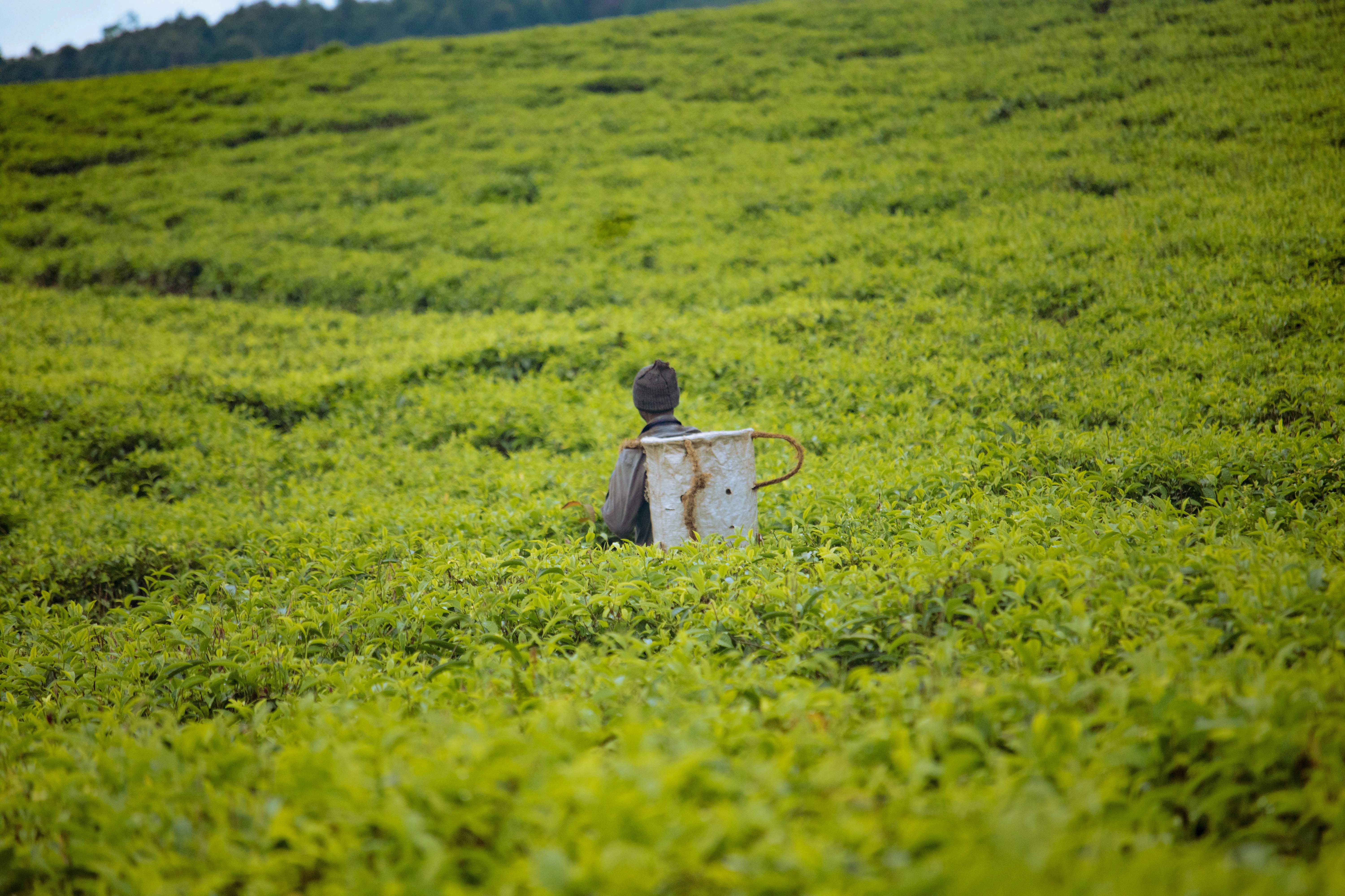 Orthodox Green Tea