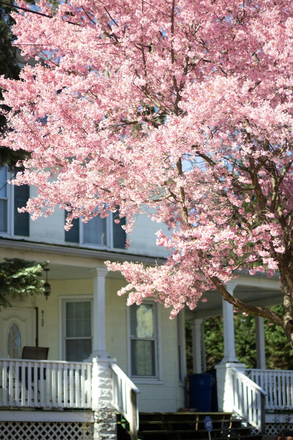 Baltimore Spring Cherry Blossoms in Bloom · Free Stock Photo