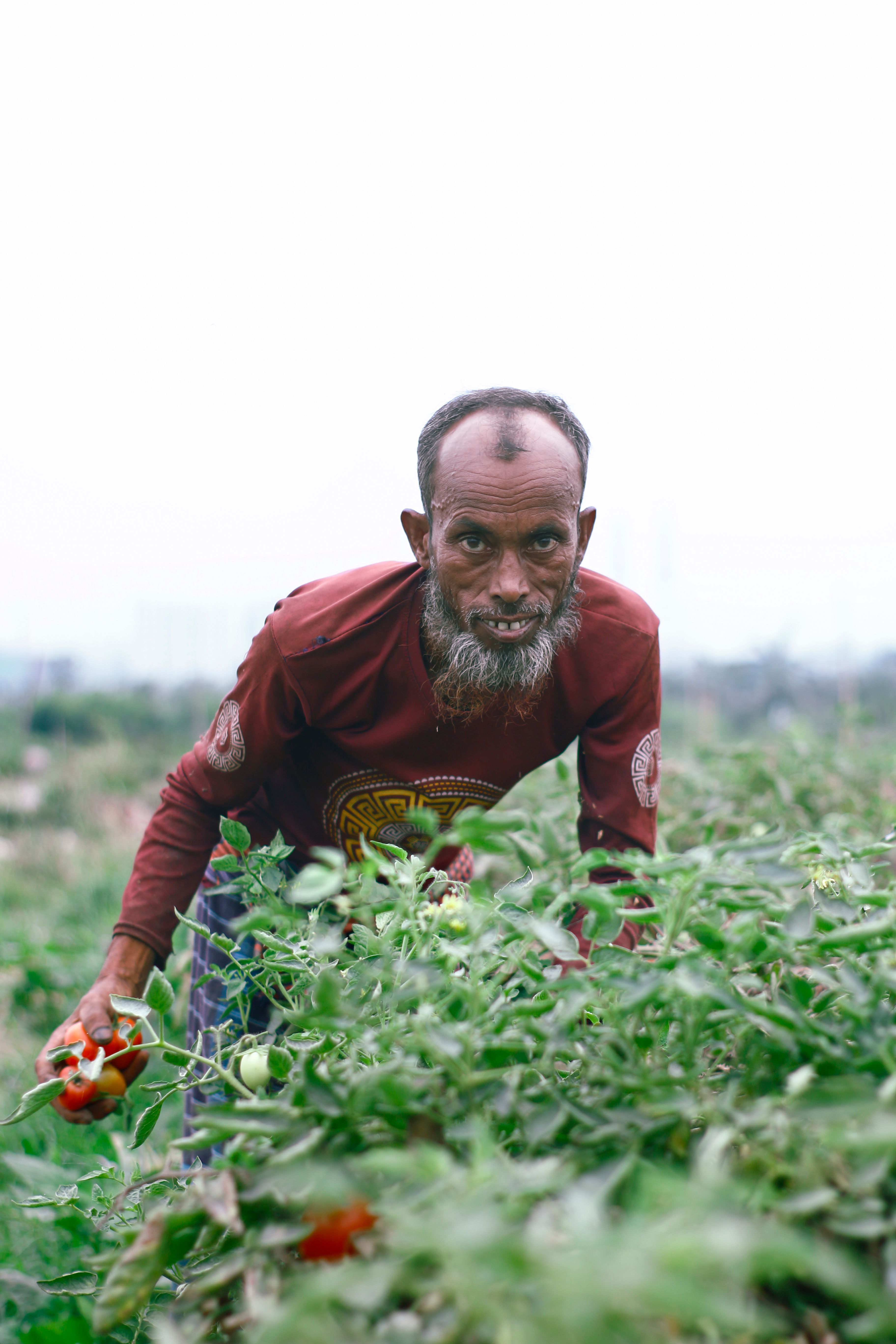 An adult male farmer picks ripe tomatoes in a lush green field on a bright day.