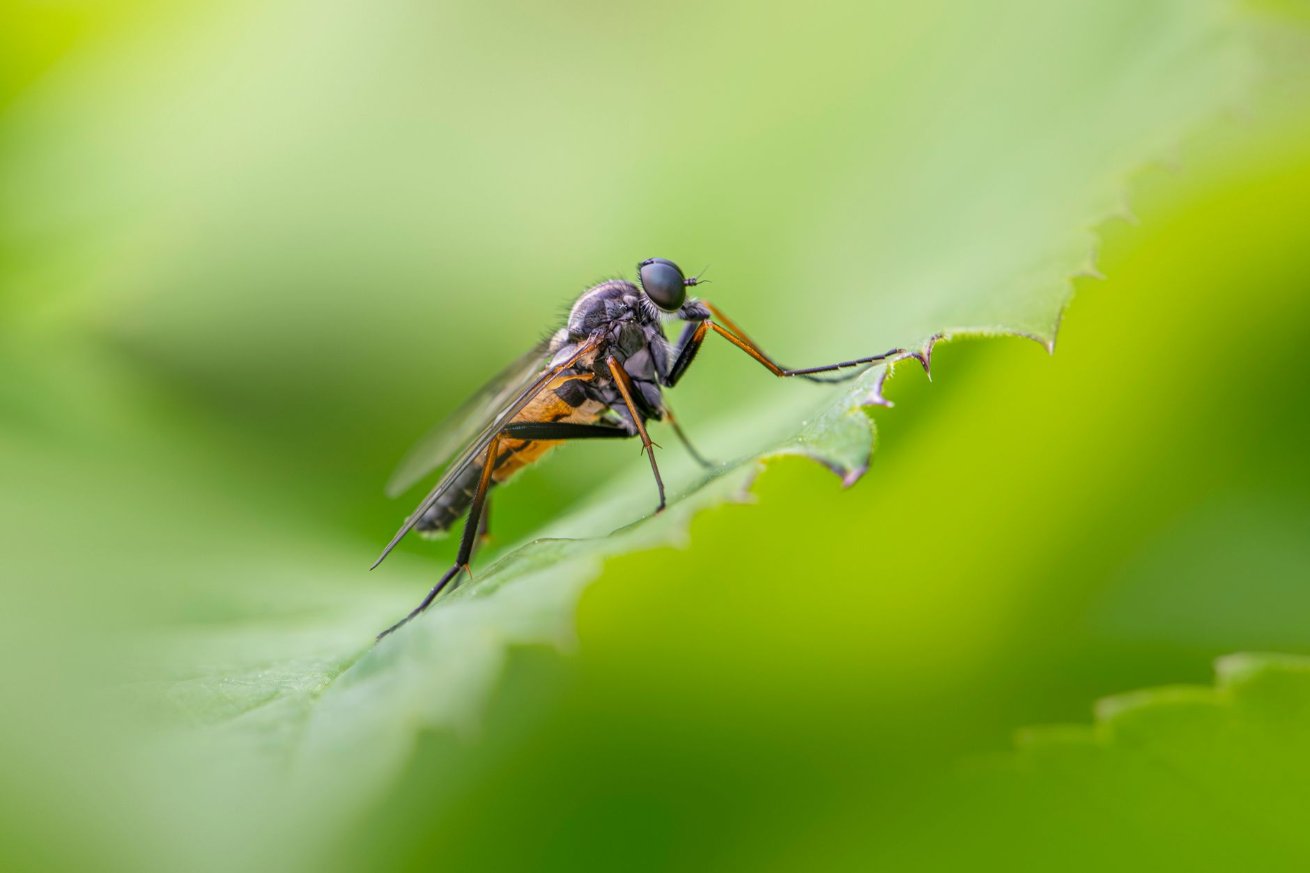 A detailed macro image of a robber fly perched on a green leaf, showcasing its intricate features.