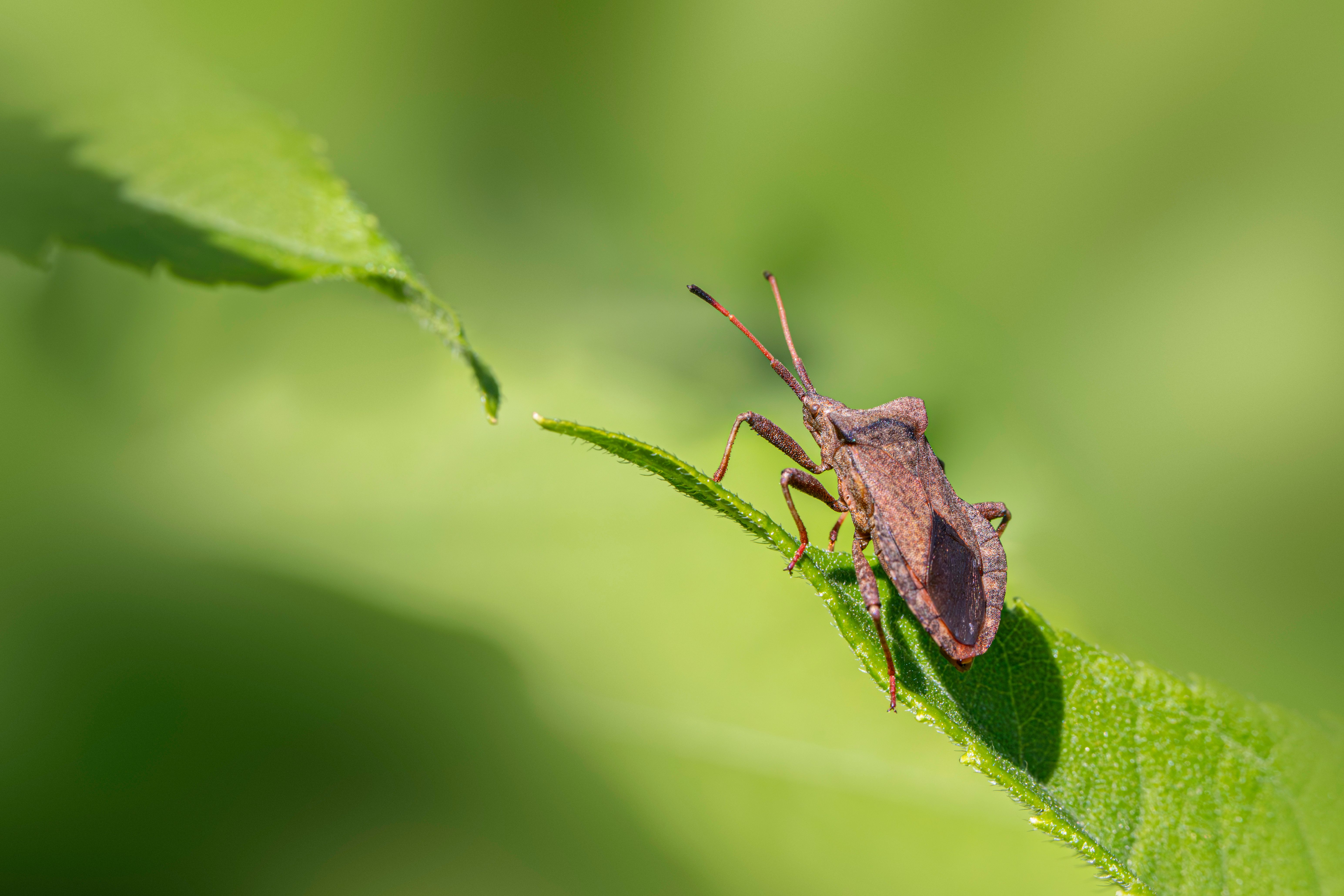 Detailed macro image of Coreus Marginatus resting on a lush green leaf in natural light.