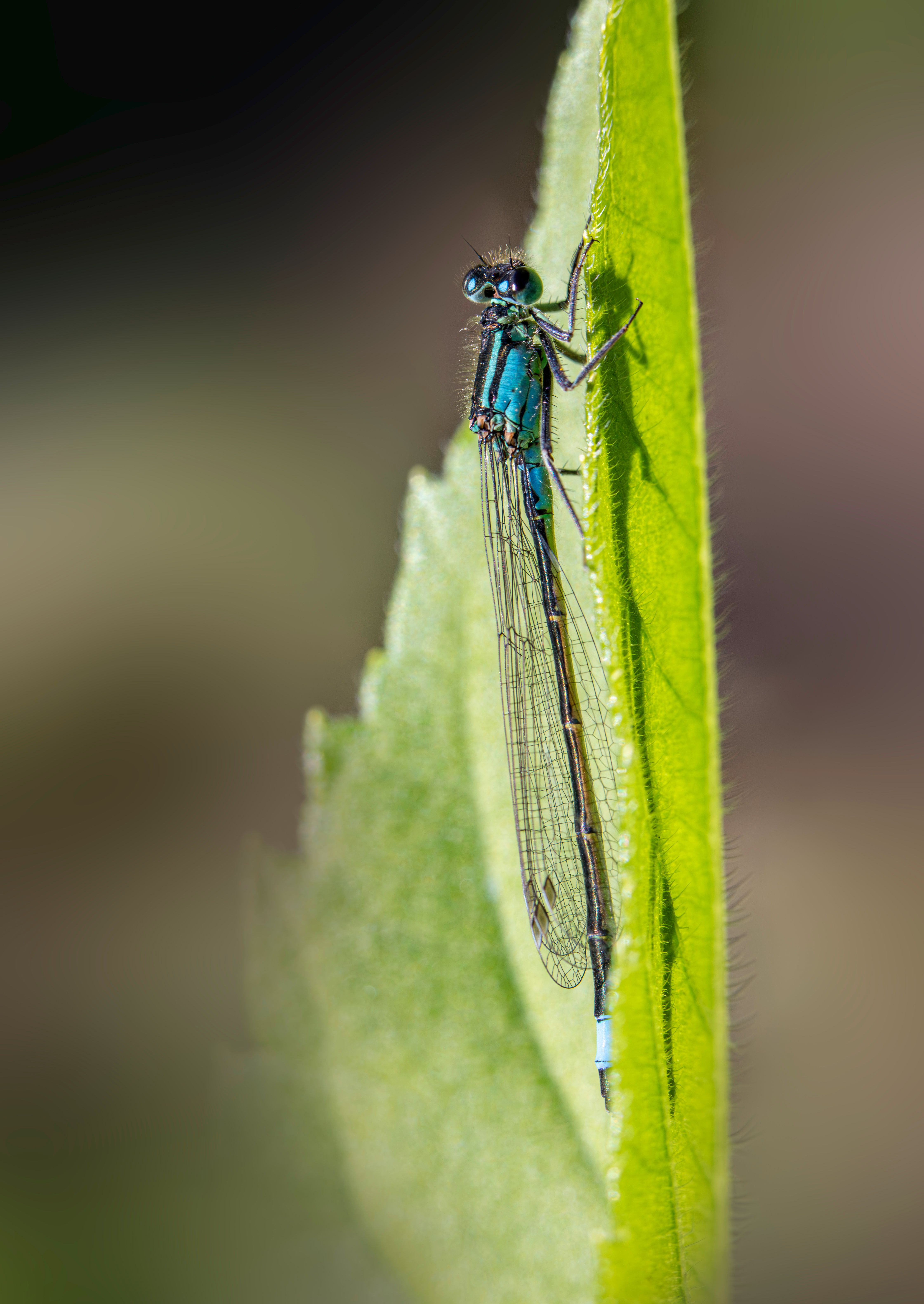 Closeup of a Blue-Tailed Damselfly on a Leaf · Free Stock Photo