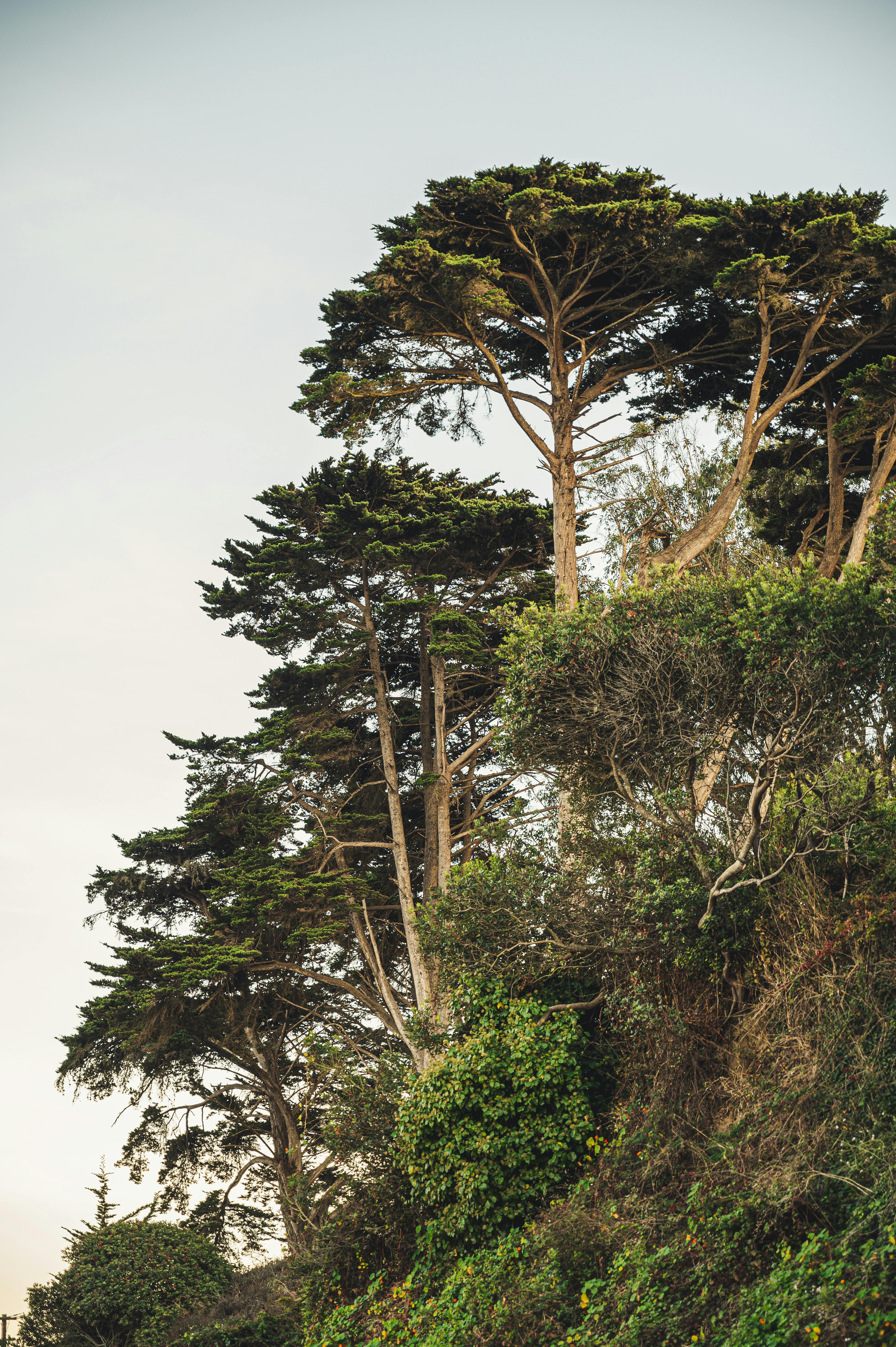 悬崖边上的参天大树，在晴朗的天空下展示着自然之美