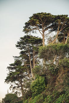 悬崖边上的参天大树，在晴朗的天空下展示着自然之美