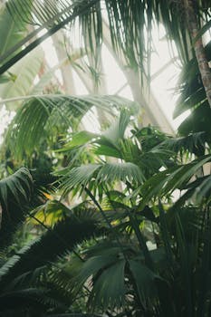 Dense tropical foliage inside a bright, airy greenhouse.