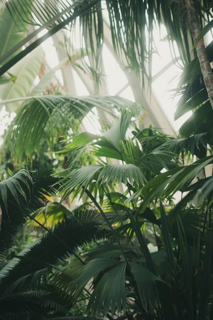 Dense tropical foliage inside a bright, airy greenhouse.