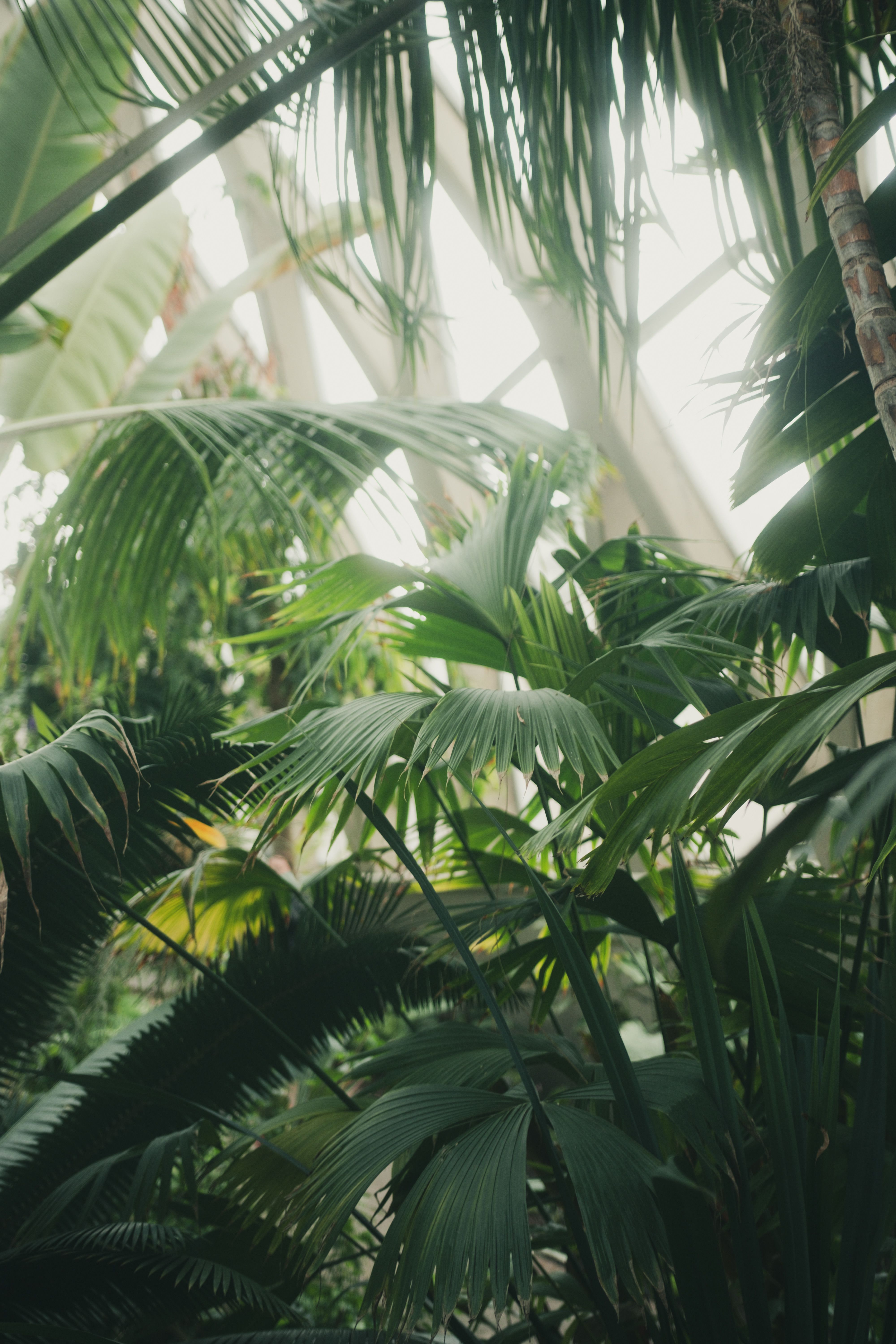 Lush Tropical Greenhouse with Palm Leaves · Free Stock Photo
