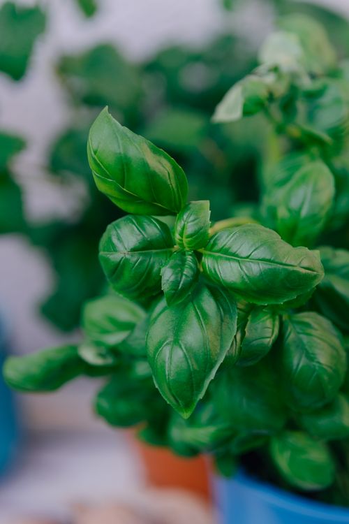 Free Close-up of vibrant green basil leaves growing in a blue pot, perfect for culinary use. Stock Photo