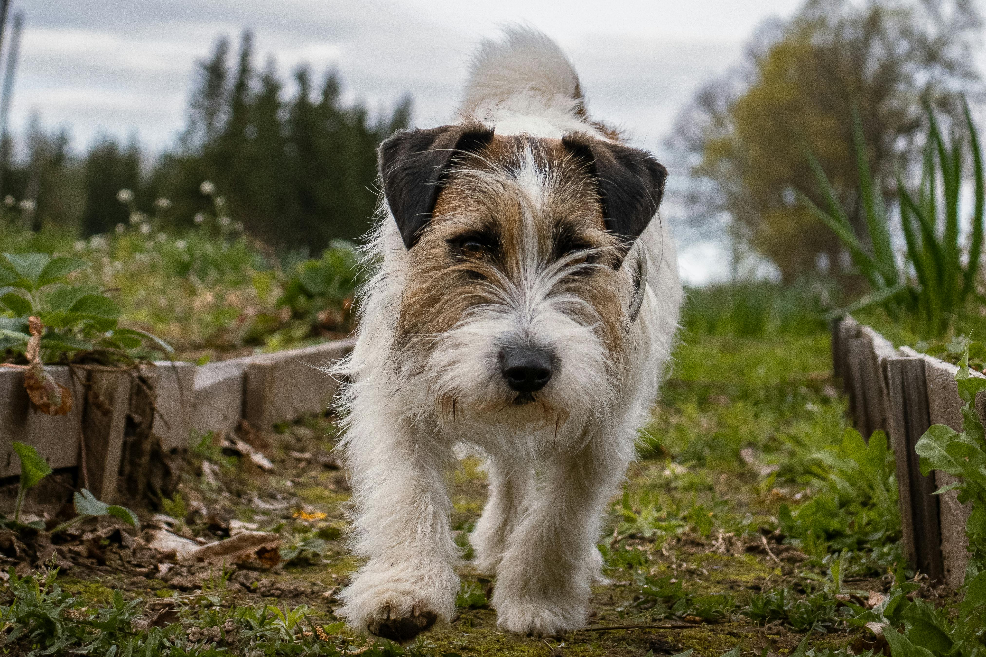 Spring season pet safety tips — Photo by Krista Glīzdeniece on Pexels