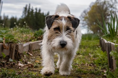 Free Adorable long-haired Jack Russell Terrier walking in a lush spring garden in Latvia. Stock Photo