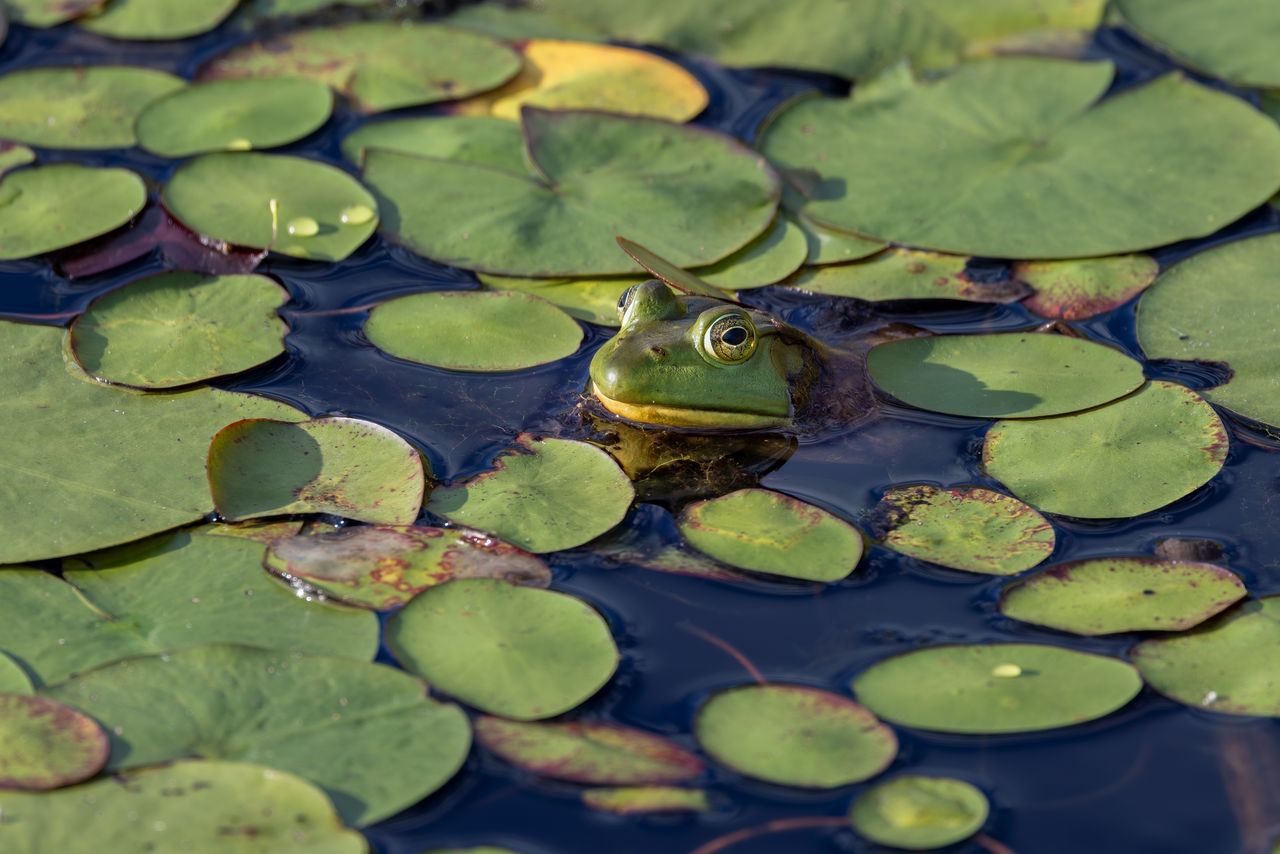 a vibrant green frog among lily pads in a pond in princeton massachuse
