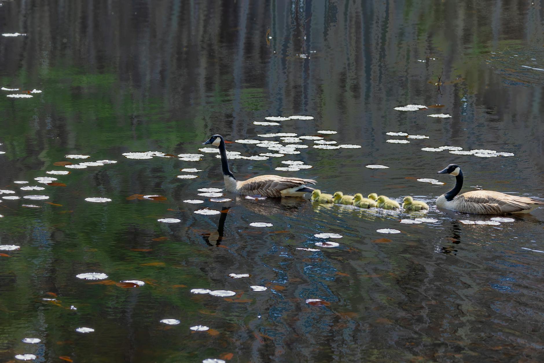 الهجرة إلى سودبيري أونتاريو فرص العمل والتقديم عبر RCIP وFCIP 3 الهجرة