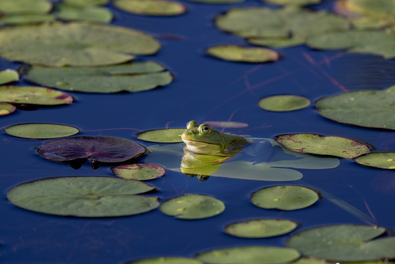 close up of a green frog resting among lily pads in a tranquil pond in