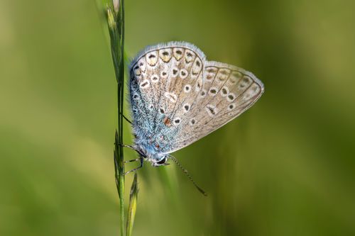 Free Detailed shot of a common blue butterfly (Polyommatus icarus) resting on grass. Stock Photo