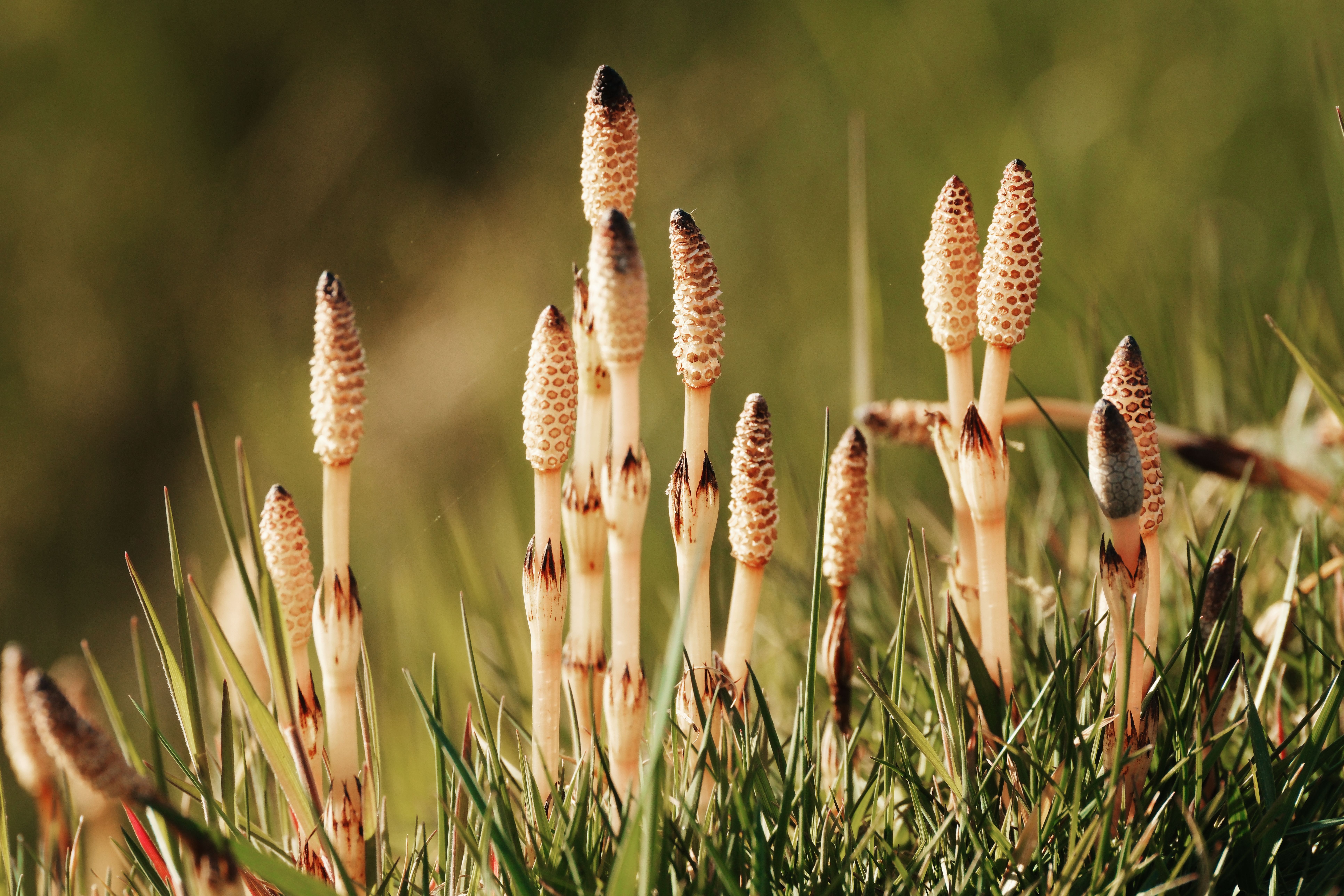 Horsetail /Shavegrass Plant Profile