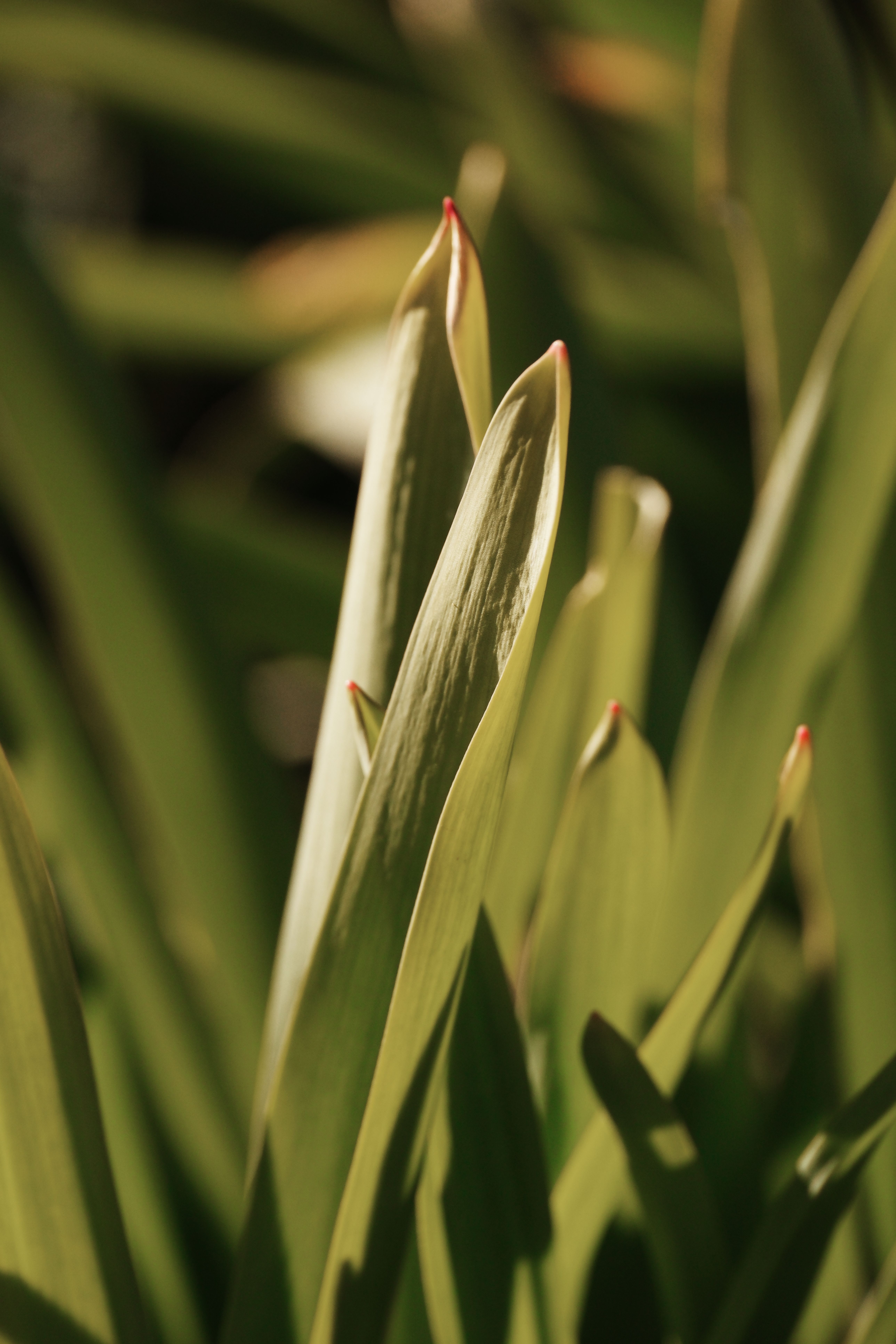 Detailed close-up image of green leaves with red tips, showcasing nature's intricate beauty.