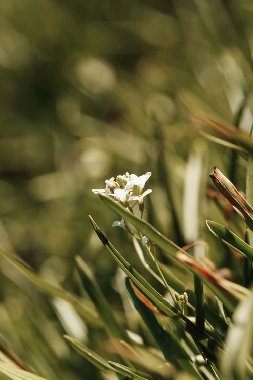 Free Detailed close-up of a white wildflower among green foliage, illustrating natural beauty. Stock Photo