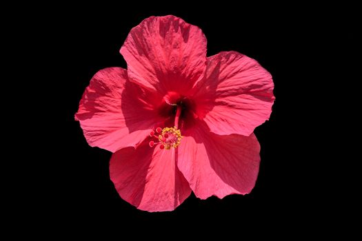 Hibiscus tropical flower Jamaica