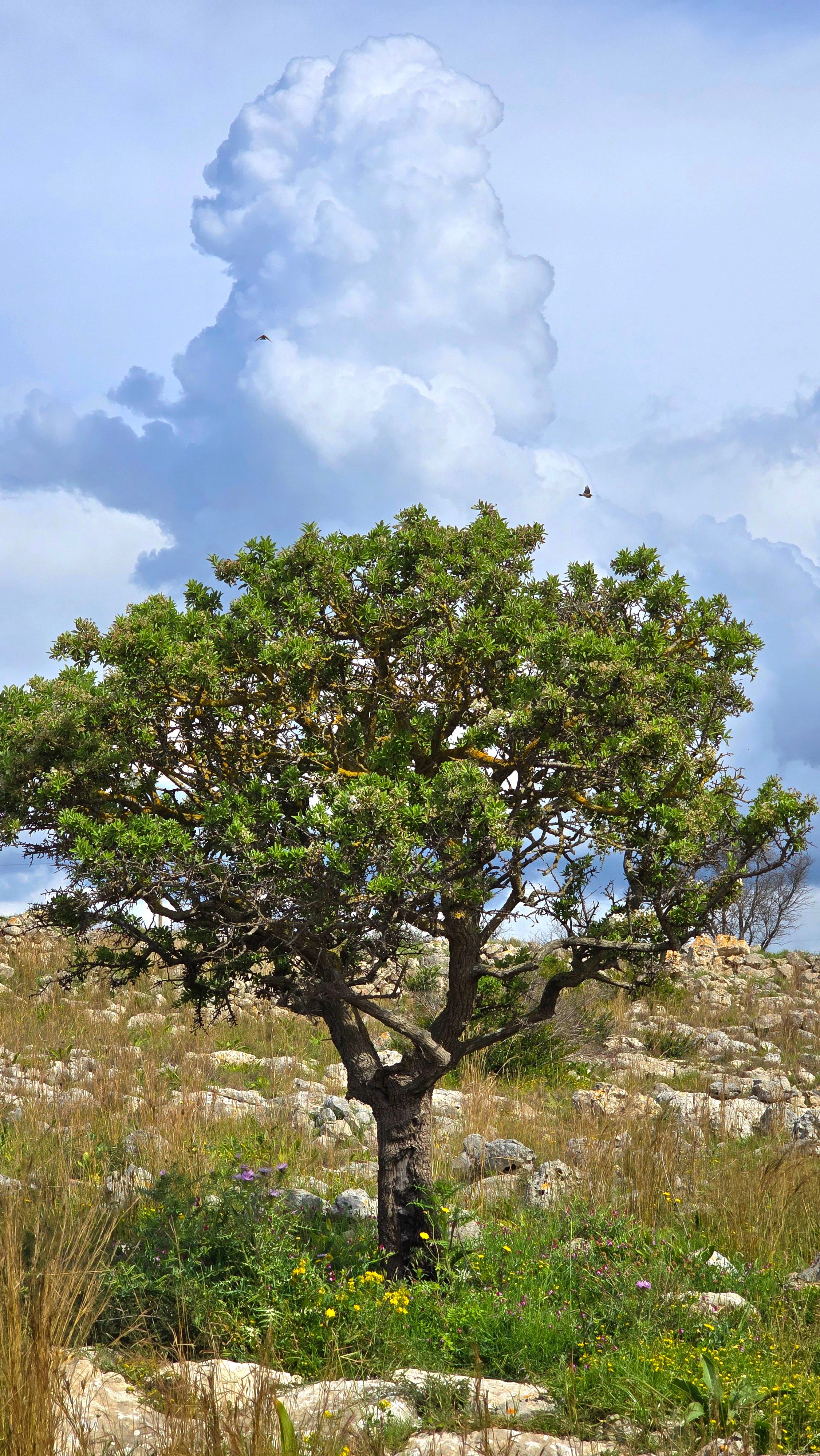Solitary tree on a rocky hill with towering clouds in the background.