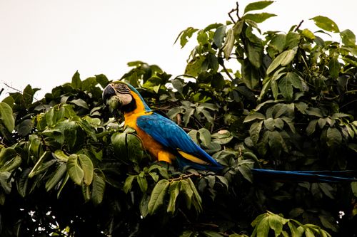 Free A stunning blue and yellow macaw perched in dense green foliage showcasing vibrant colors. Stock Photo