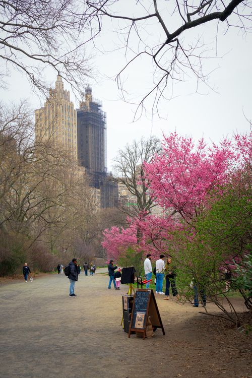 Springtime In New York Springtime in Central Park with Cherry Blossoms · Free Stock Photo