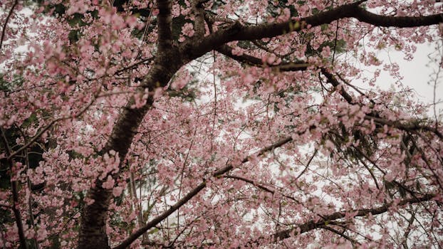 A beautiful cherry blossom tree in full bloom during spring in Washington D.C.