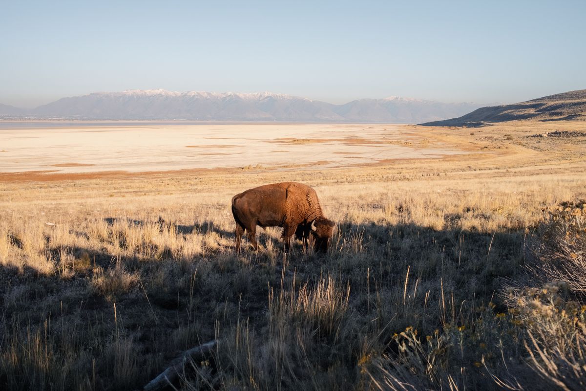 Bison on Antelope Island with Great Salt Lake