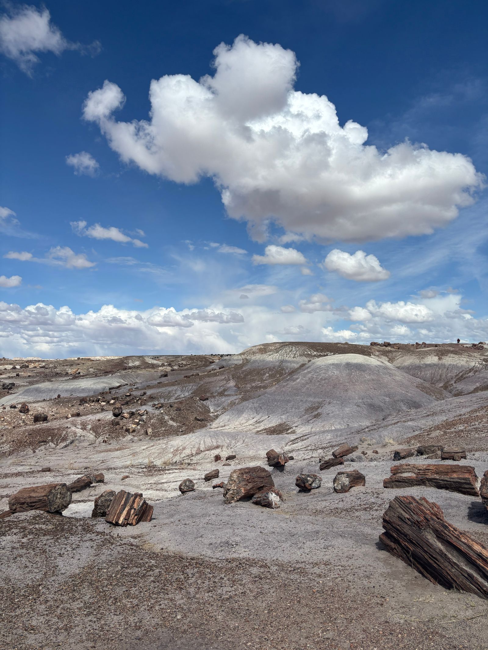 Petrified Forest National Park