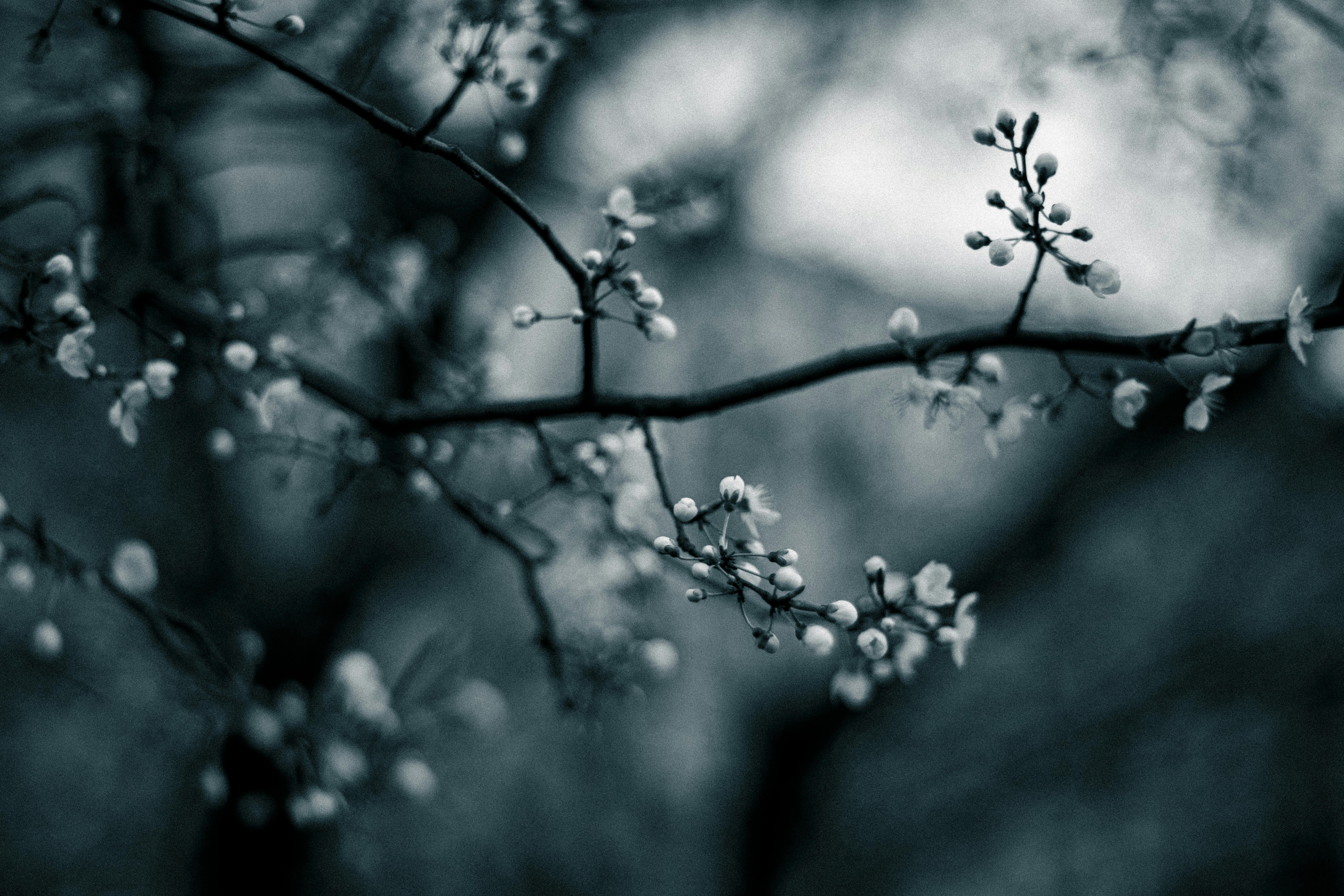 Artistic black and white photo of tree blossoms in spring, emphasizing delicate beauty.