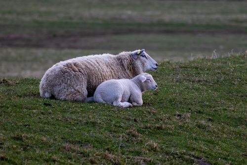 Free A serene moment of a mother sheep and her lamb lying on a grassy hill, showcasing tranquility. Stock Photo