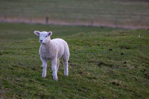 Free A young lamb standing on a grassy hill with a serene background, perfect for pastoral themes. Stock Photo