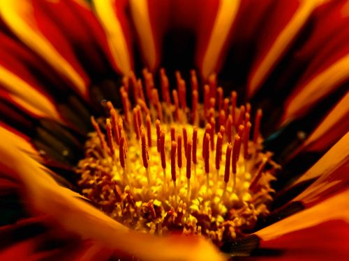 Free Stunning macro shot of a vibrant orange flower with intricate details and vivid colors. Stock Photo