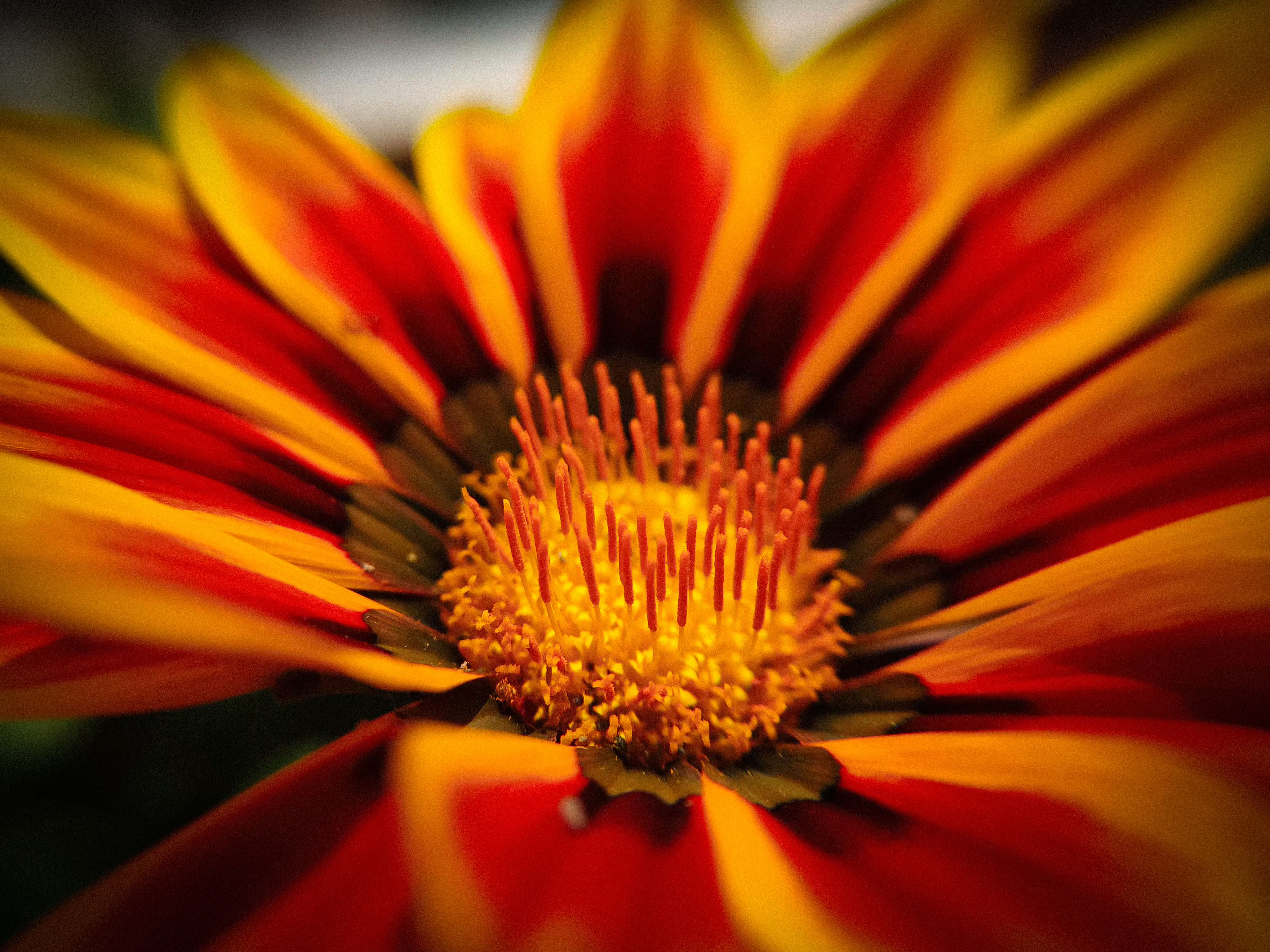赤と黄色のガザミアの花 · 無料の写真素材