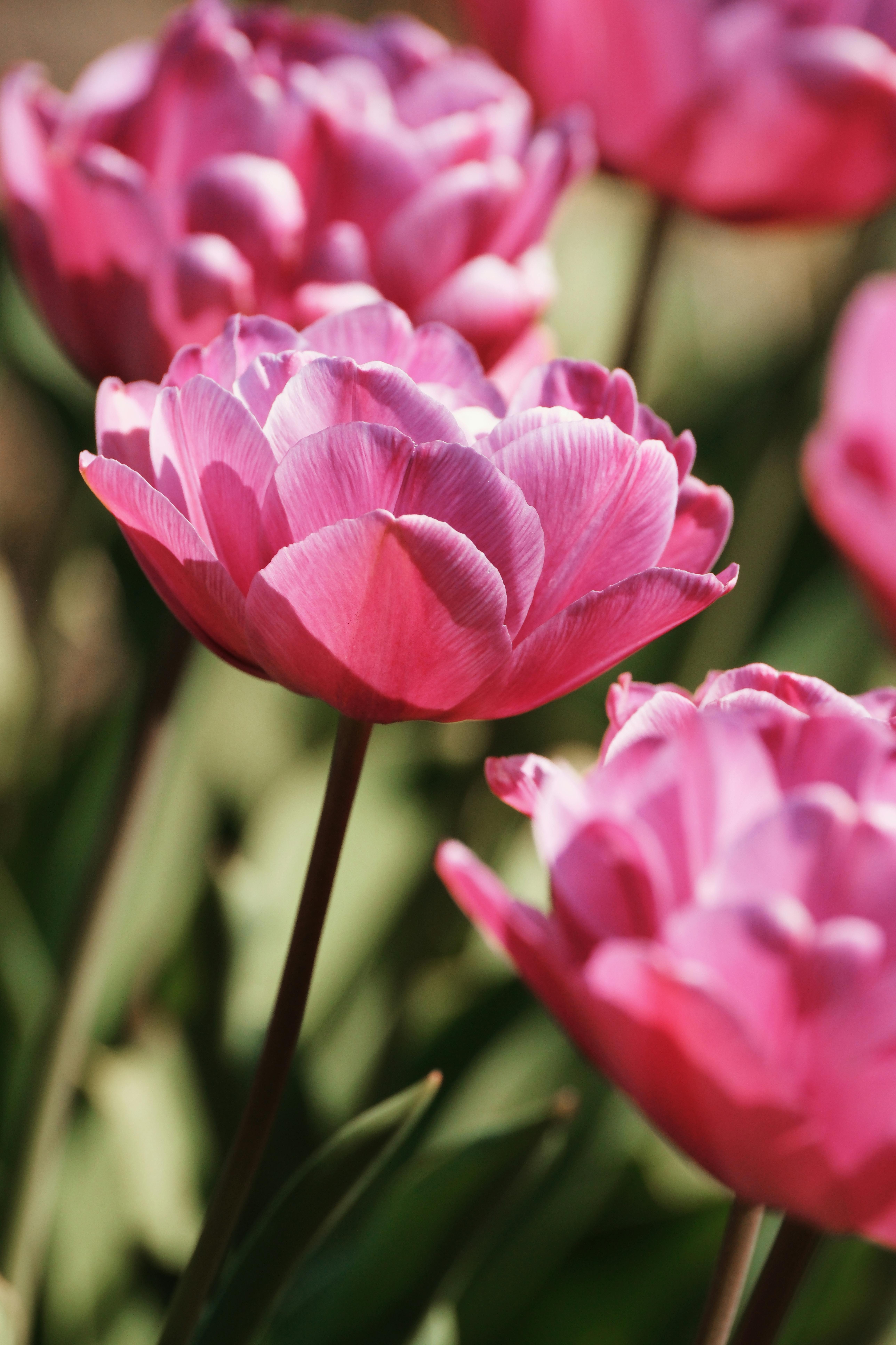 Vivid pink tulips in full bloom under warm spring sunlight, showcasing vibrant colors.