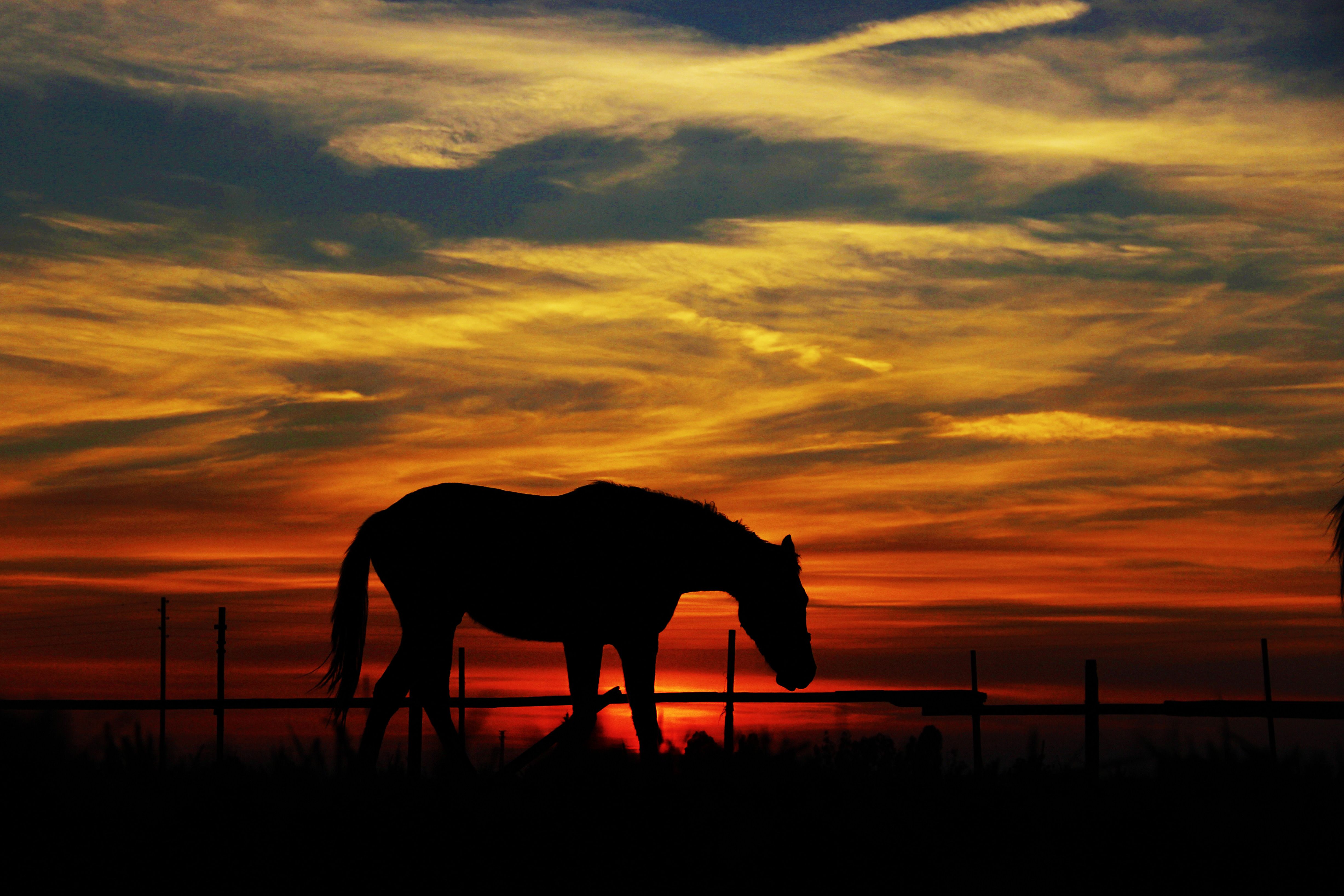 Silhouette of Horse in Dramatic Sunset Sky · Free Stock Photo