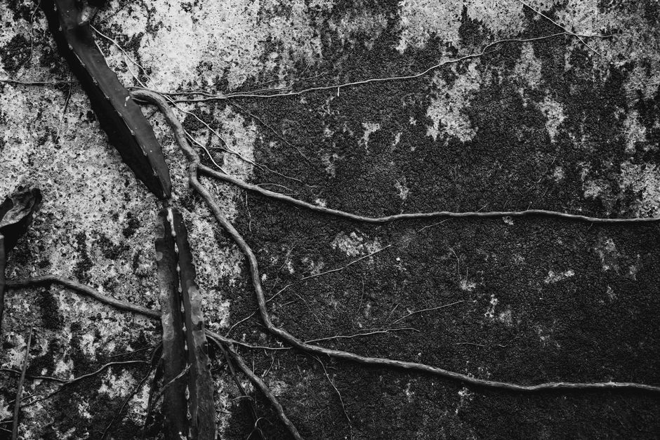 Black and white close-up of vines growing over a textured, moss-covered wall, creating a natural pattern.